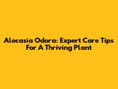 Alocasia Odora: Expert Care Tips For A Thriving Plant