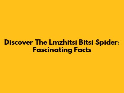 Discover The Lmzhitsi Bitsi Spider: Fascinating Facts