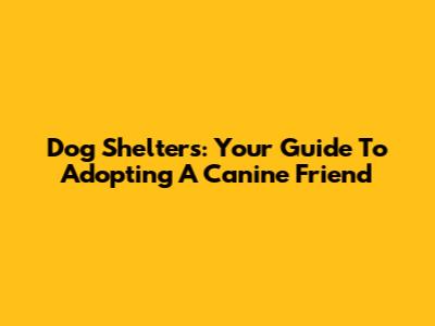 Dog Shelters: Your Guide To Adopting A Canine Friend