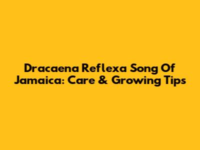 Dracaena Reflexa Song Of Jamaica: Care & Growing Tips