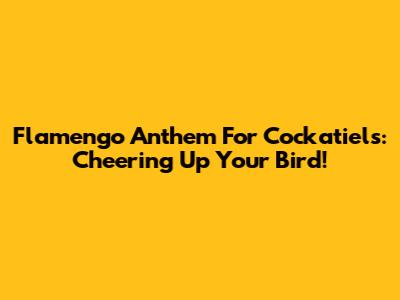 Flamengo Anthem For Cockatiels: Cheering Up Your Bird!