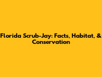 Florida Scrub-Jay: Facts, Habitat, & Conservation