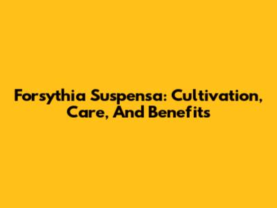 Forsythia Suspensa: Cultivation, Care, And Benefits