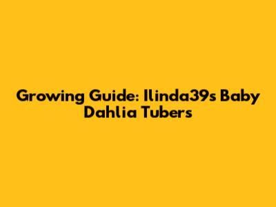 Growing Guide: Ilinda39s Baby Dahlia Tubers