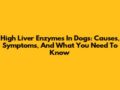 High Liver Enzymes In Dogs: Causes, Symptoms, And What You Need To Know