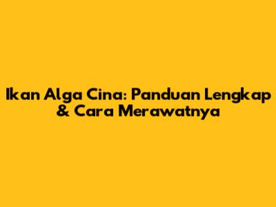 Ikan Alga Cina: Panduan Lengkap & Cara Merawatnya