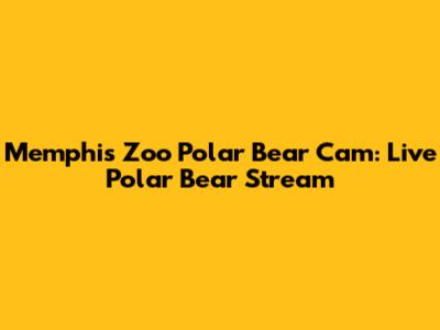Memphis Zoo Polar Bear Cam: Live Polar Bear Stream