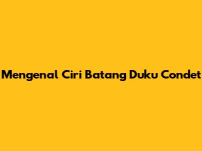 Mengenal Ciri Batang Duku Condet