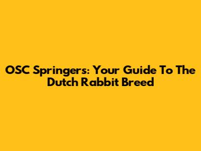 OSC Springers: Your Guide To The Dutch Rabbit Breed