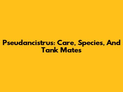 Pseudancistrus: Care, Species, And Tank Mates