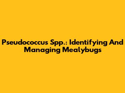 Pseudococcus Spp.: Identifying And Managing Mealybugs