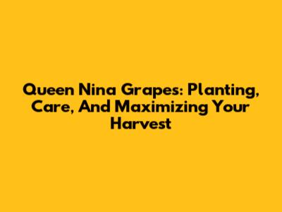 Queen Nina Grapes: Planting, Care, And Maximizing Your Harvest