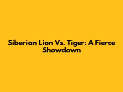 Siberian Lion Vs. Tiger: A Fierce Showdown