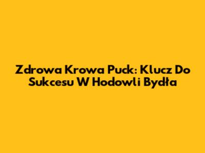 Zdrowa Krowa Puck: Klucz Do Sukcesu W Hodowli Bydła